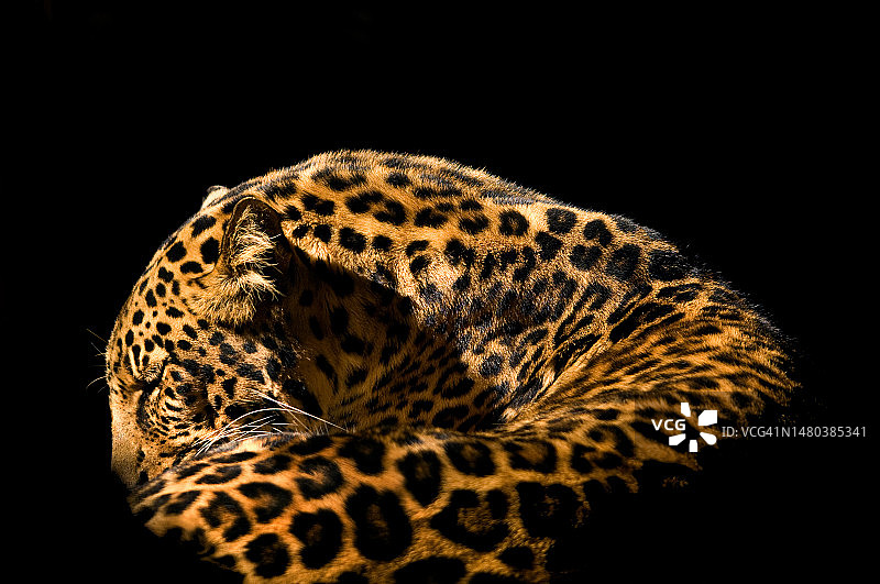 豹的肖像图片素材