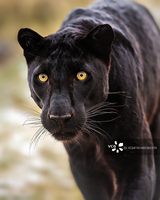 豹的肖像图片素材