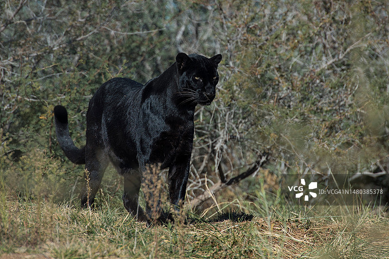 豹的肖像图片素材