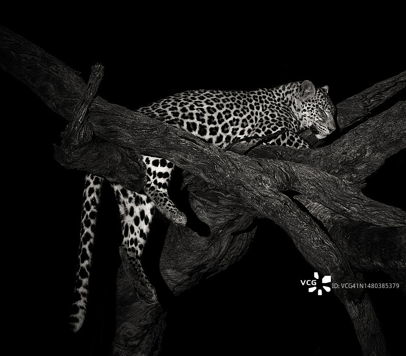 豹的肖像图片素材