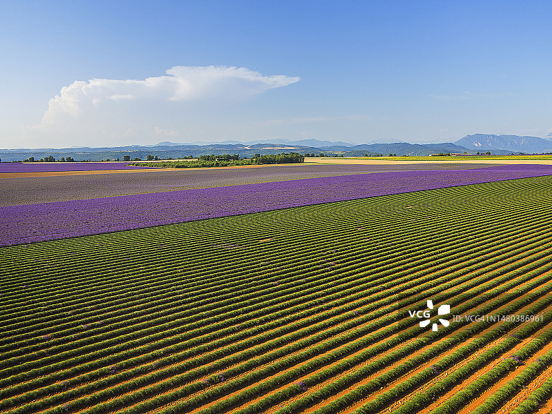 普罗旺斯瓦朗索勒薰衣草田收割图片素材