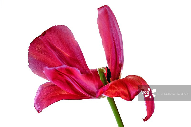 白色背景上的郁金香图片素材