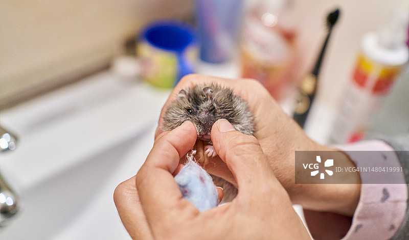 兽医用滴管给仓鼠喂水喂药。图片素材