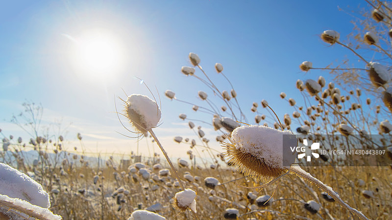 雪天阳光下的蓟花图片素材