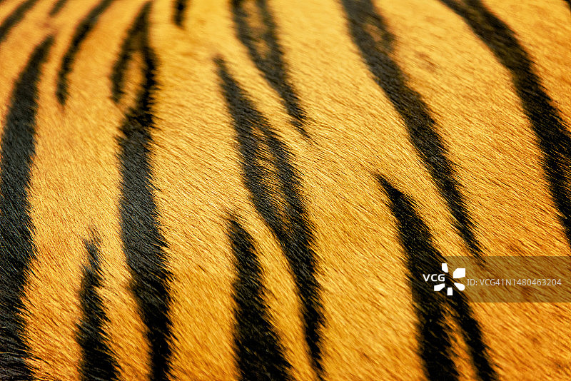 真虎皮毛纹理抽象背景图片素材