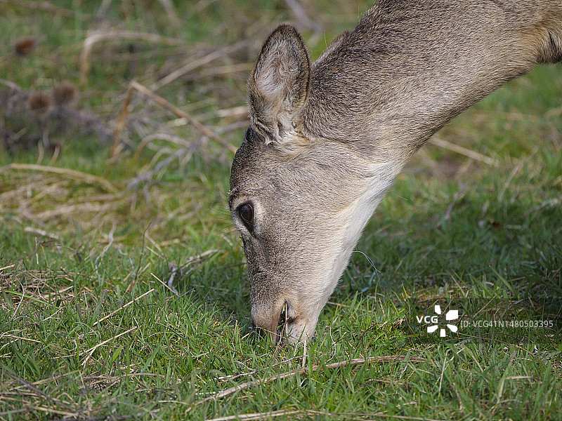里奇菲尔德国家野生动物保护区觅食的母鹿图片素材