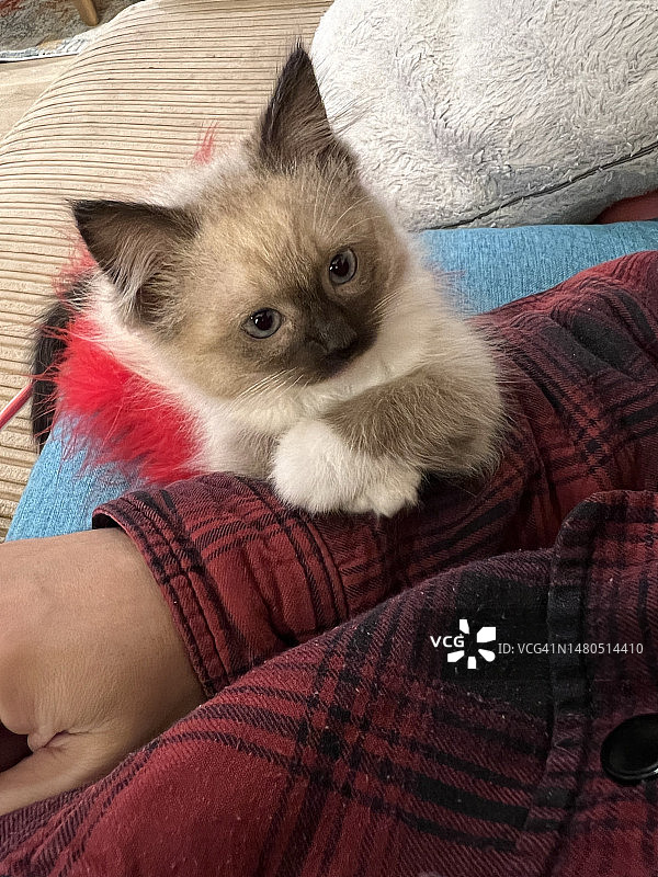 可爱的蓝眼睛布偶猫看着它的父亲玩耍图片素材