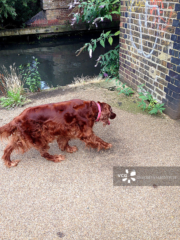 在伦敦河边附近遛狗图片素材