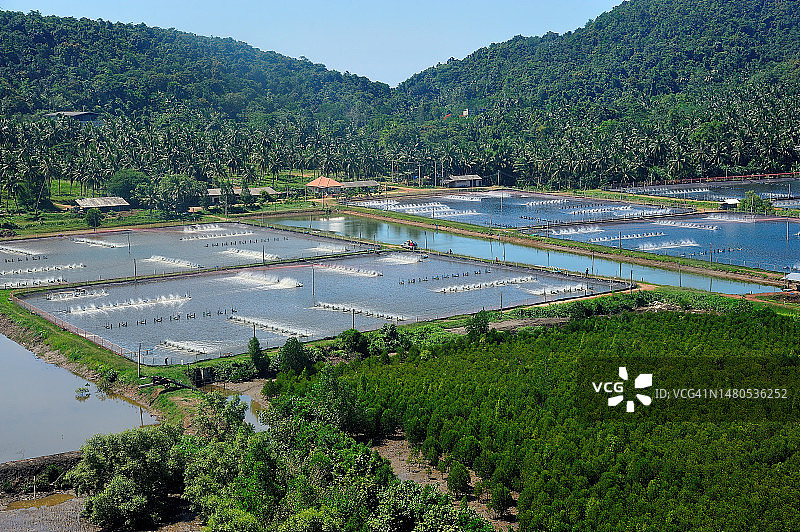 泰国虾养殖航拍景观图片素材