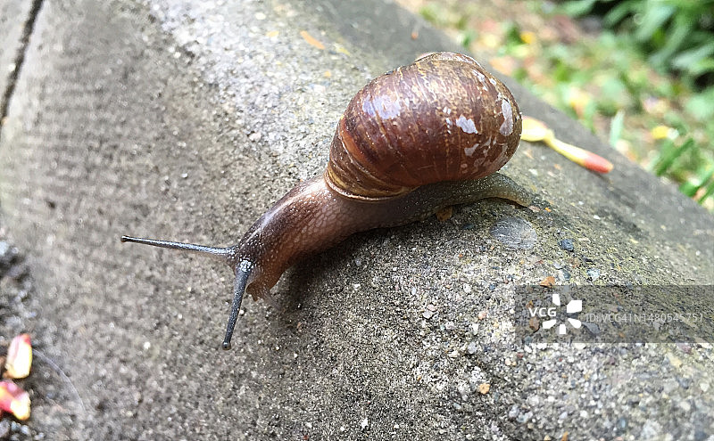 蜗牛爬下路缘图片素材