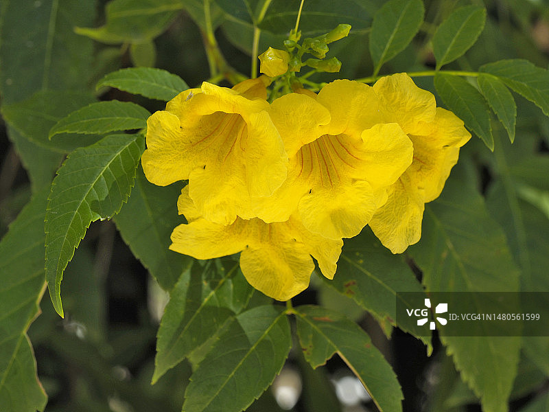 黄花凌霄图片素材