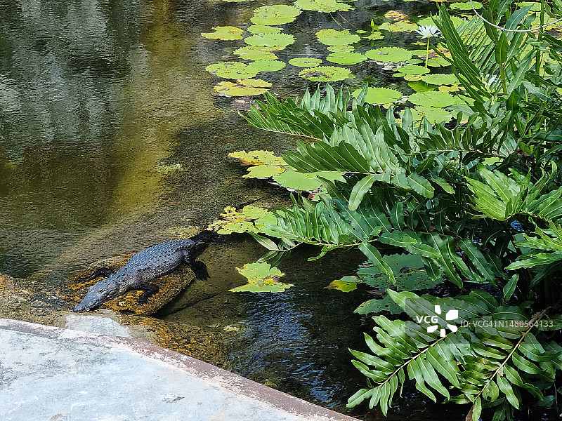 尤卡坦半岛池塘中的鳄鱼图片素材