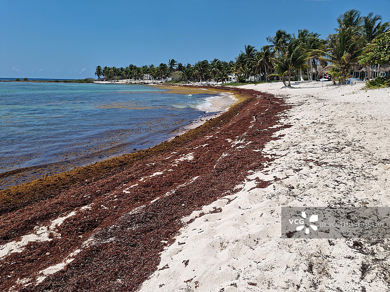尤卡坦半岛帕穆尔海滩上的马尾藻（棕色藻类或海带）图片素材