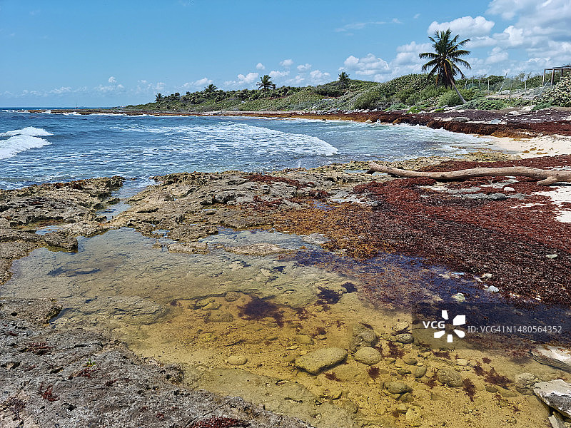 尤卡坦半岛帕穆尔海滩上的马尾藻（棕色藻类或海带）图片素材