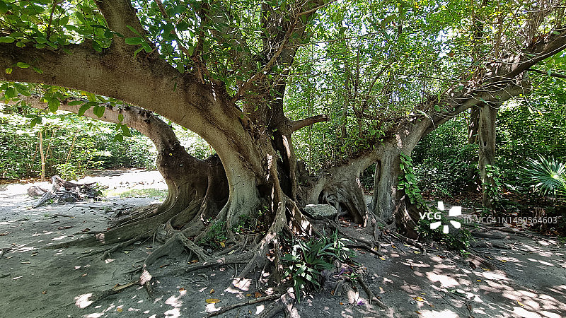Nacaucul（无花果树）图片素材