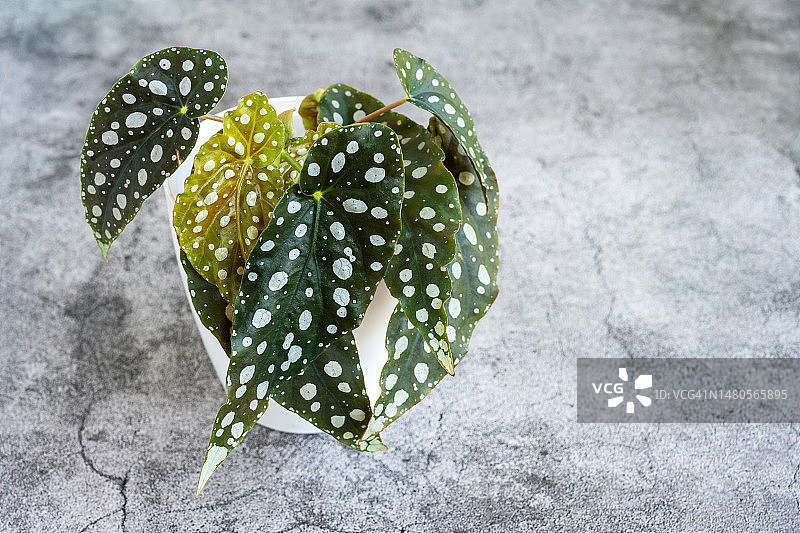 竹节秋海棠盆栽图片素材