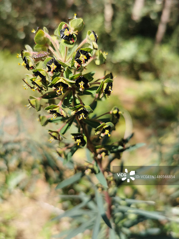 大戟，大戟属植物图片素材