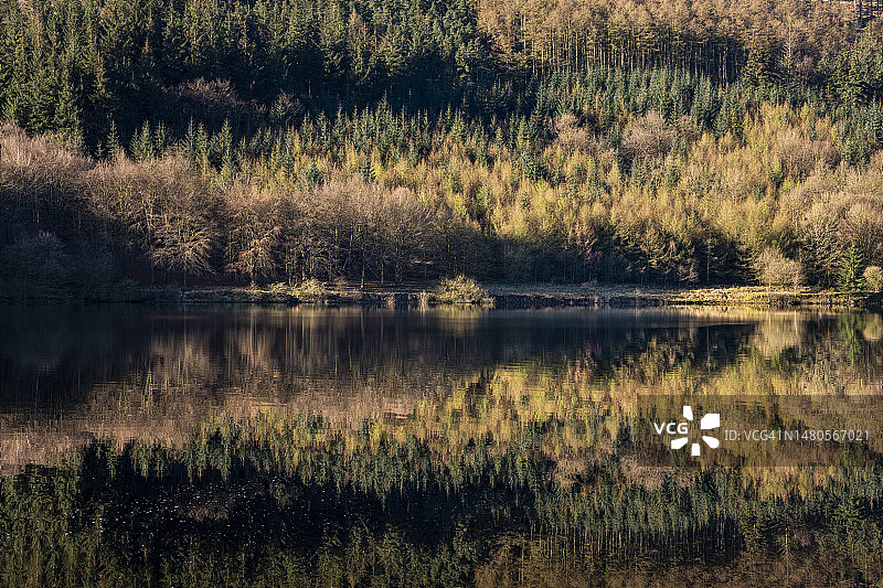 Ladybower水库的平静水面反射的森林，峰区，德比郡图片素材