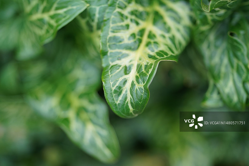 意大利海芋图片素材