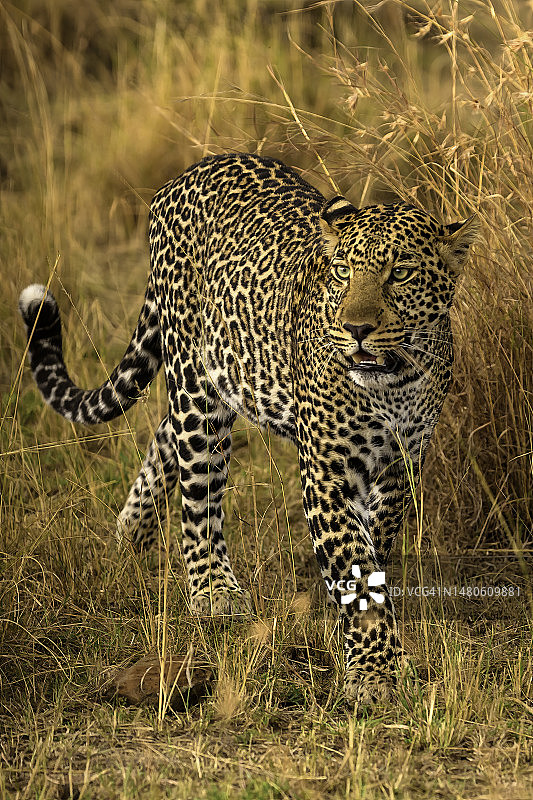 马赛马拉潜行的豹子图片素材