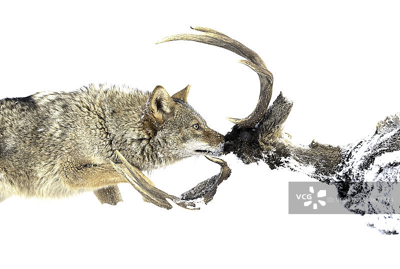 雪地里的郊狼图片素材