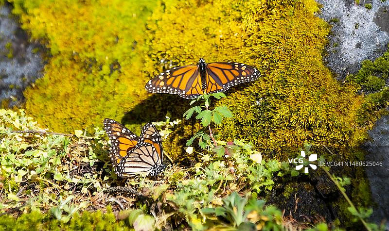 帝王蝶特写，位于联合国教科文组织帝王蝶保护区，墨西哥米却肯州埃尔罗萨里奥图片素材