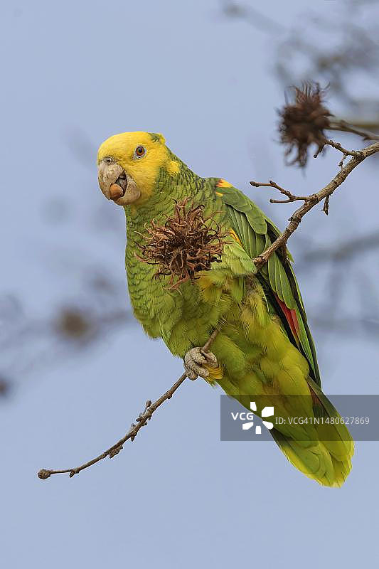 德国斯图加特榛树上的黄头亚马逊鹦鹉图片素材