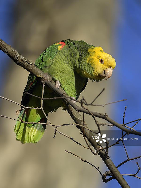 黄头亚马逊鹦鹉（Amazona oratrix belizensis），栖息在悬铃木树枝上，德国斯图加特。图片素材