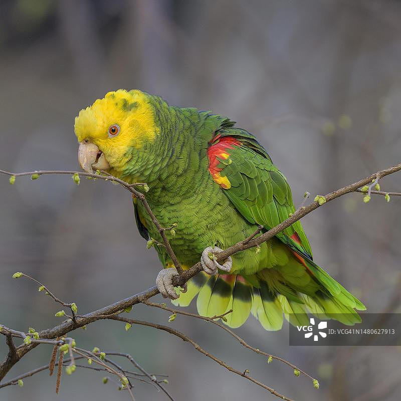 黄头亚马逊鹦鹉（Amazona oratrix belizensis），正在进食，德国巴登-符腾堡州斯图加特图片素材