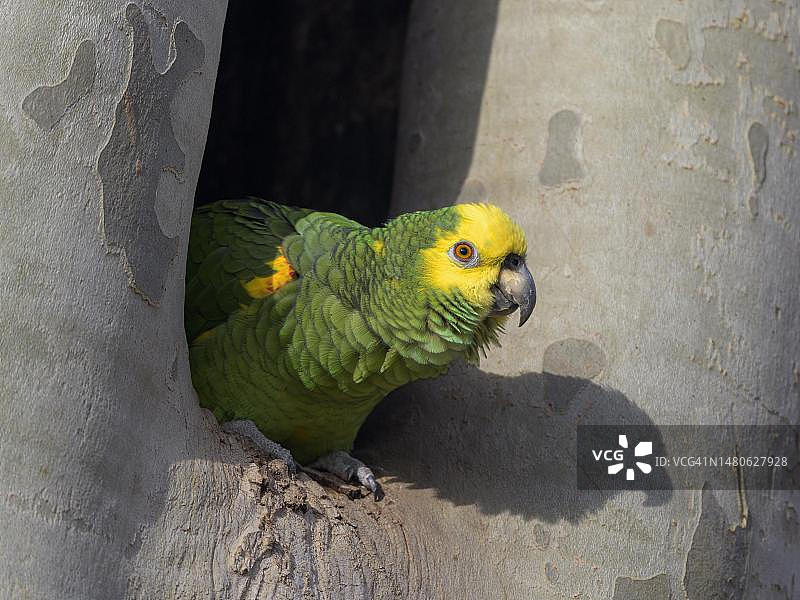 黄头亚马逊鹦鹉，从德国斯图加特悬铃木的繁殖洞穴中向外看图片素材