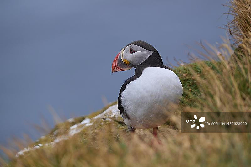冰岛西峡湾区拉特拉尔角的大西洋海鹦图片素材