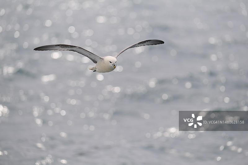 飞行中的北极海燕（冰岛北部区埃亚峡湾）图片素材