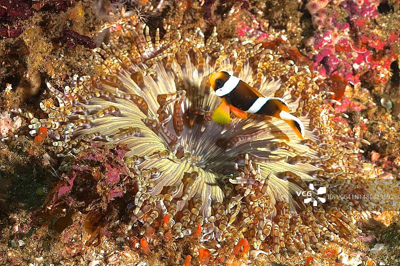 珠饰海葵(Heteractis aurora)与幼年艾拉德小丑鱼(Amphiprion allardi),南非夸祖鲁-纳塔尔省乌姆科马斯阿里瓦尔沙洲潜水点图片素材