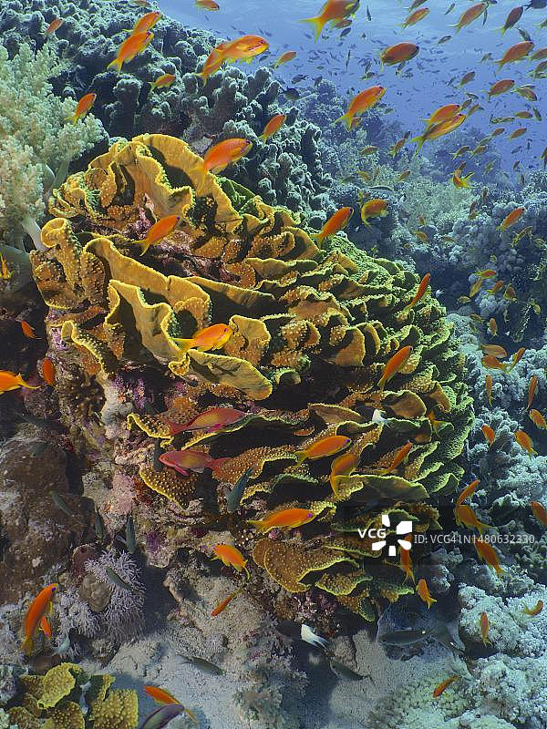黄色卷轴珊瑚和一群金花鲈鱼，杰克逊礁潜水点，蒂朗海峡，西奈，埃及，红海图片素材