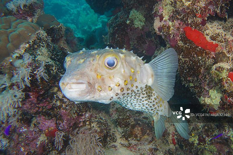 彩色珊瑚礁中的斑点箱鲀（Cyclichthys spilostylus），埃及红海图片素材