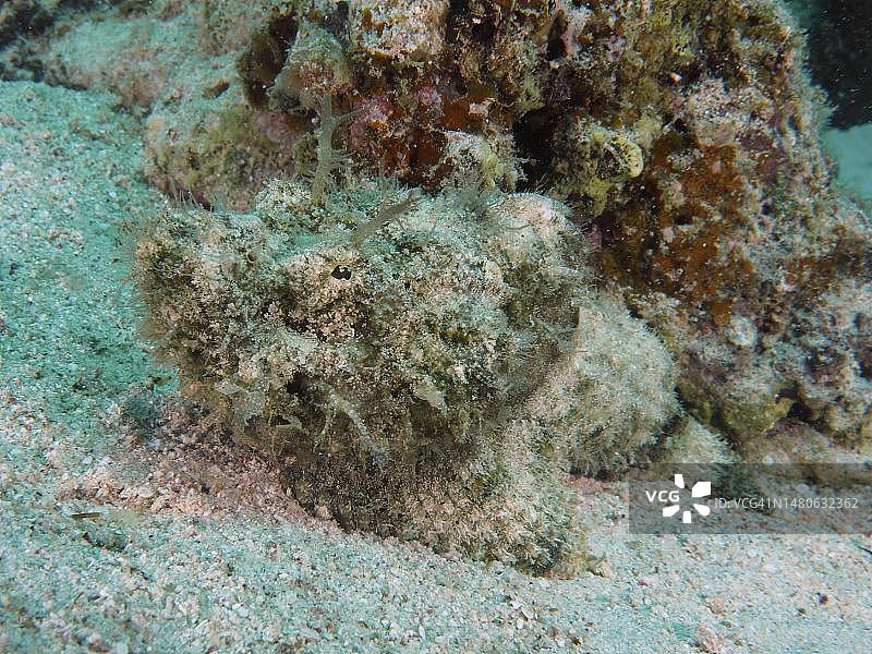 毒鲉特写，拍摄于埃及红海图片素材