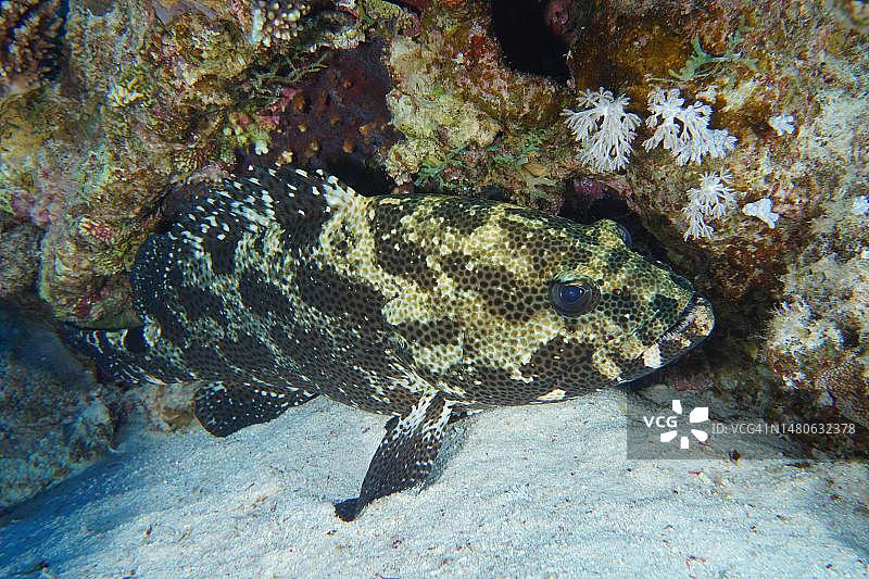 伪装的石斑鱼(Epinephelus polyphekadion),杰克逊礁潜水点,蒂朗海峡,西奈,埃及,红海图片素材