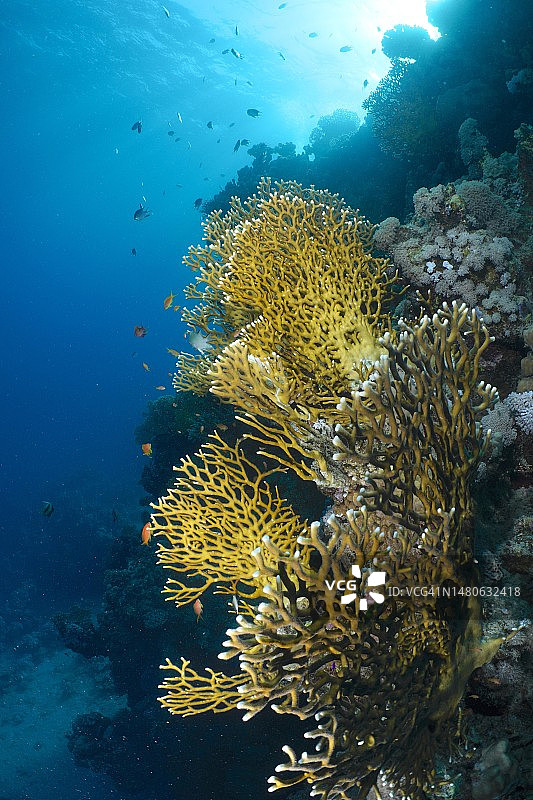 逆光下的网状火珊瑚，埃及红海图片素材