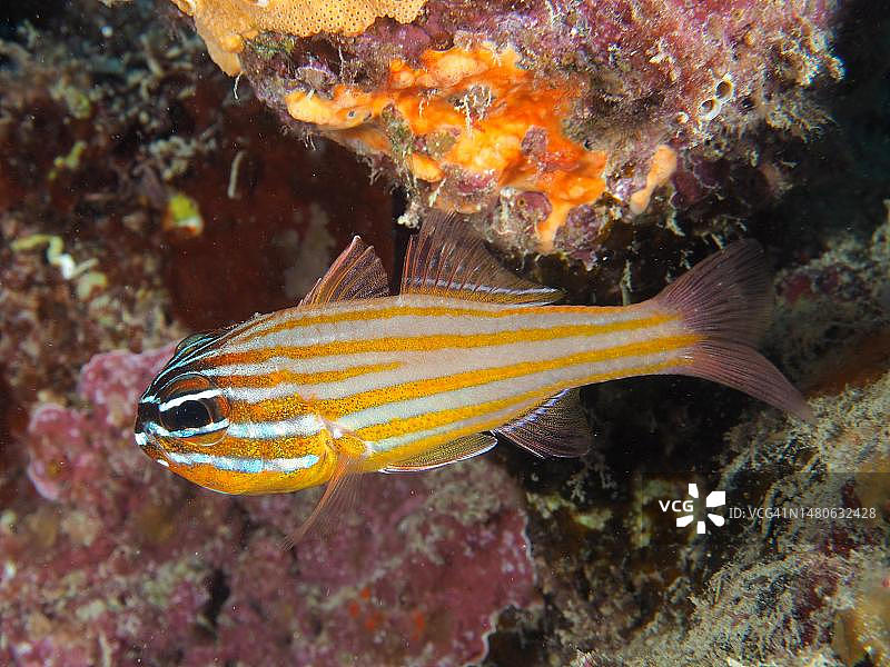 金色条纹天竺鲷，埃及红海图片素材