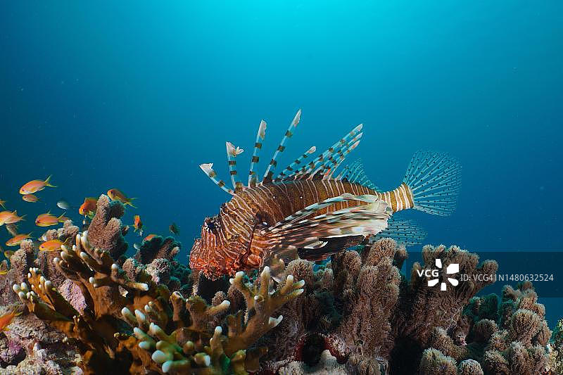 狮子鱼(Pterois miles)在埃及红海Marsa Shuna礁潜点捕食金鳞鱼(Pseudanthias squamipinnis)图片素材
