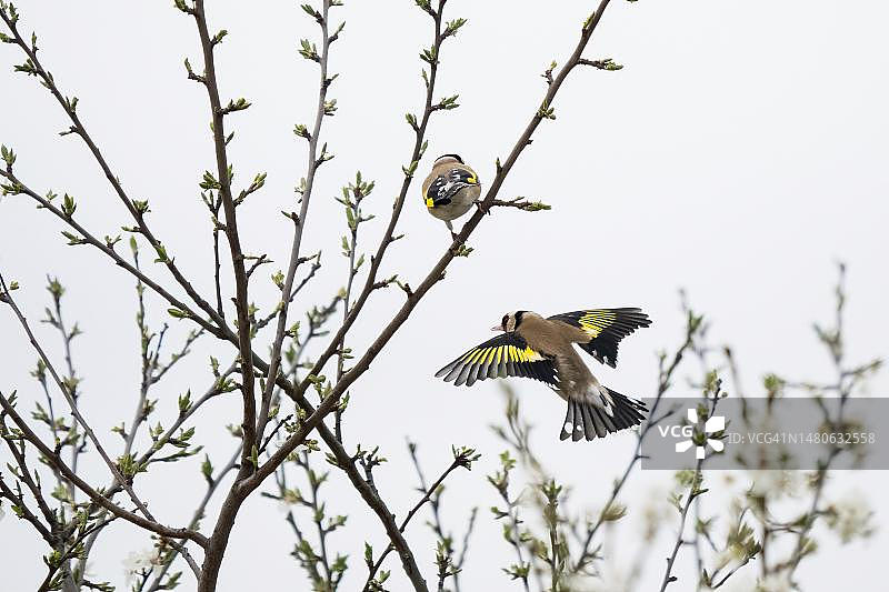 栖息在树枝上的欧洲金翅雀图片素材