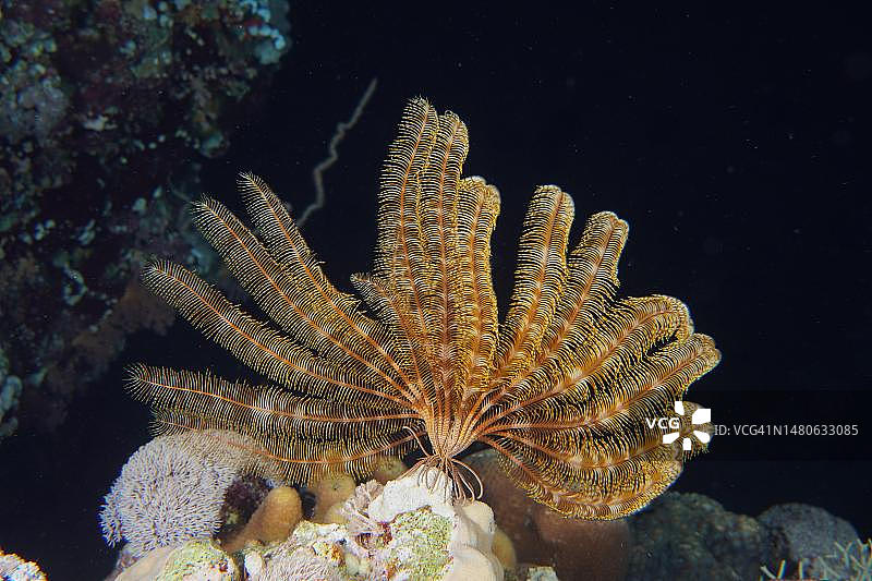 夜间拍摄的克伦辛格海星（兰普罗米特拉·克伦辛格里），地点：埃及红海圣约翰礁图片素材