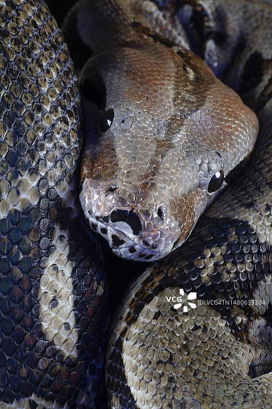 球蟒成年蛇头部特写，英国，圈养图片素材