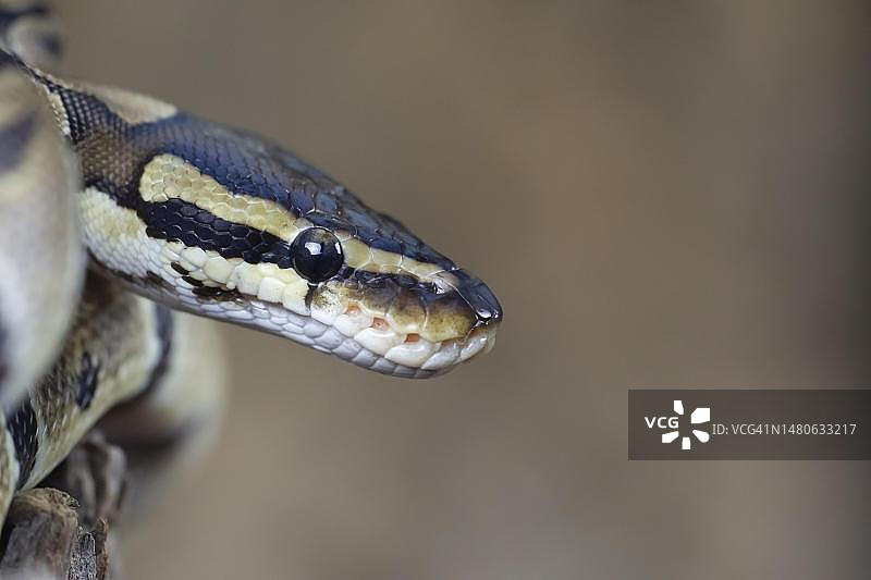 球蟒成年蛇头部特写，英国，圈养图片素材