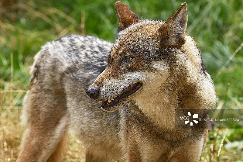 灰狼（Canis lupus），动物肖像，德国图片素材