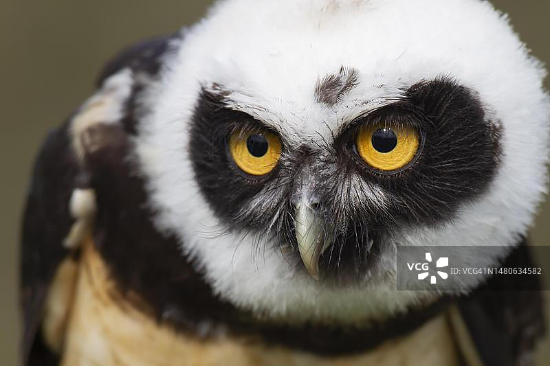 成年眼镜鸮头部画像图片素材