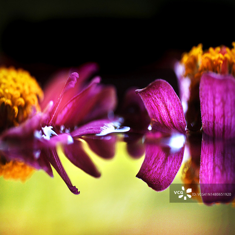 水中漂浮的鲜花倒影图片素材