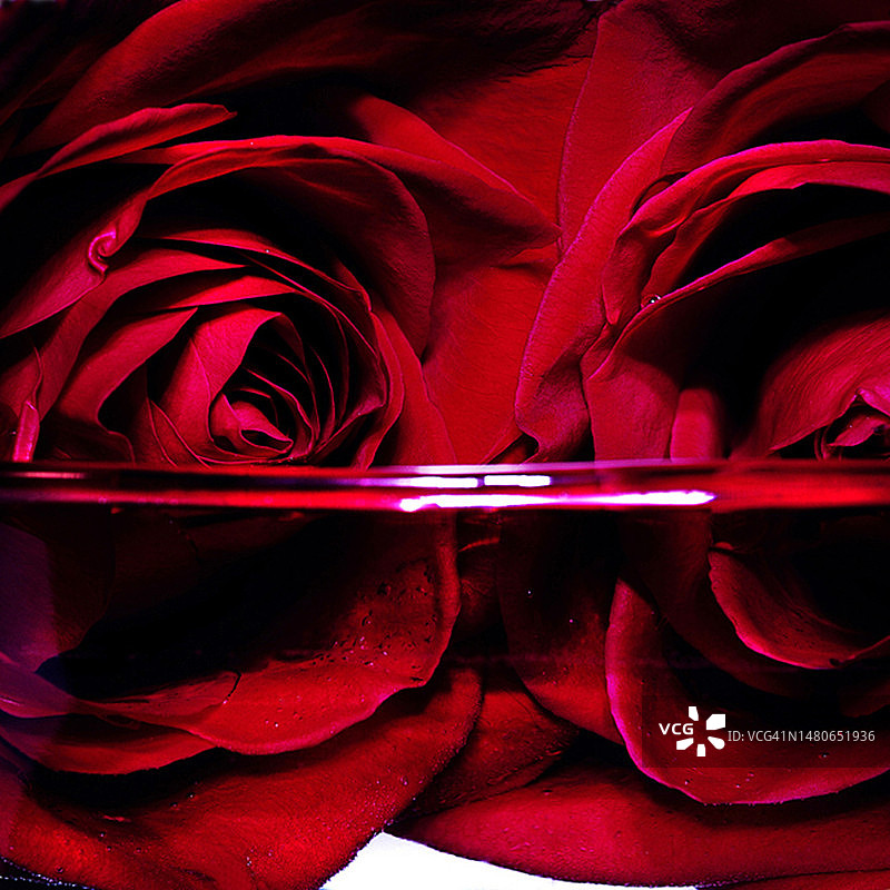 水中红玫瑰图片素材