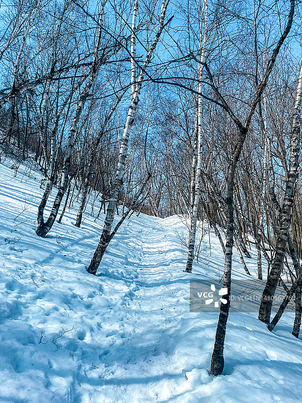 冬季的蒙特利尔皇家山图片素材