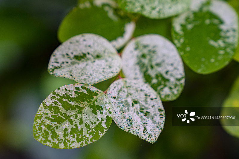 雨林植物上带有白色斑点的绿色叶子图片素材